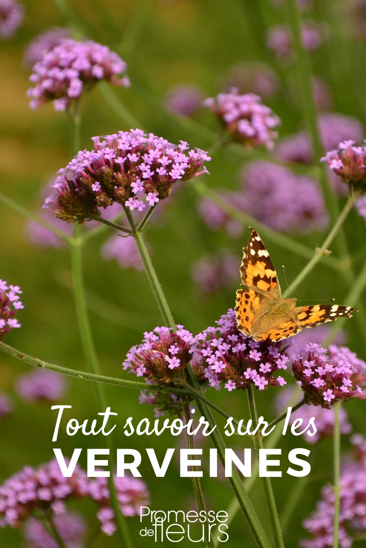 Verbena: Planting and Care