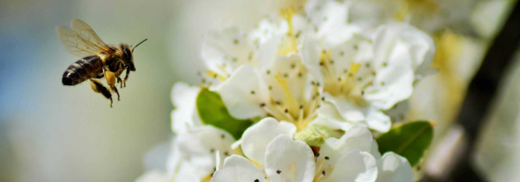 10 bushes for a melliferous hedge to feed bees