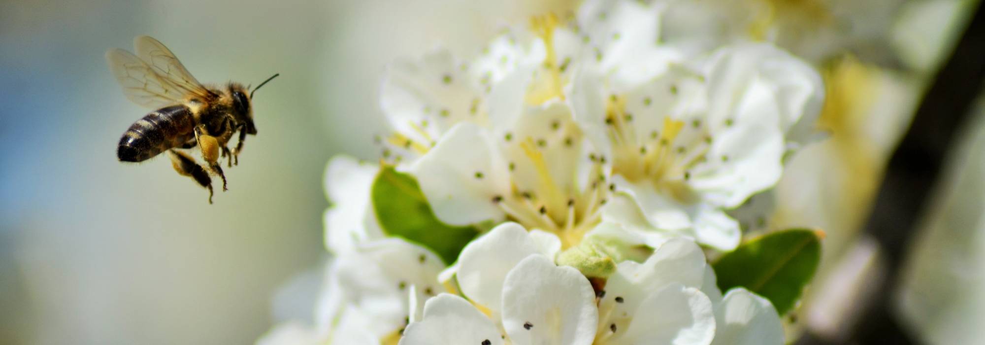 10 bushes for a melliferous hedge to feed bees