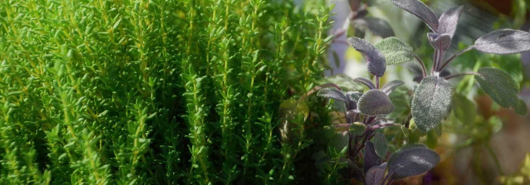 15 medicinal plants to grow at home and their benefits