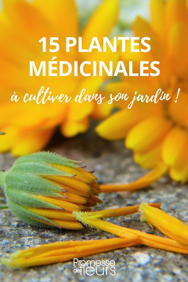 15 Medicinal Young Plants to Grow in Your Garden medicinal young plant