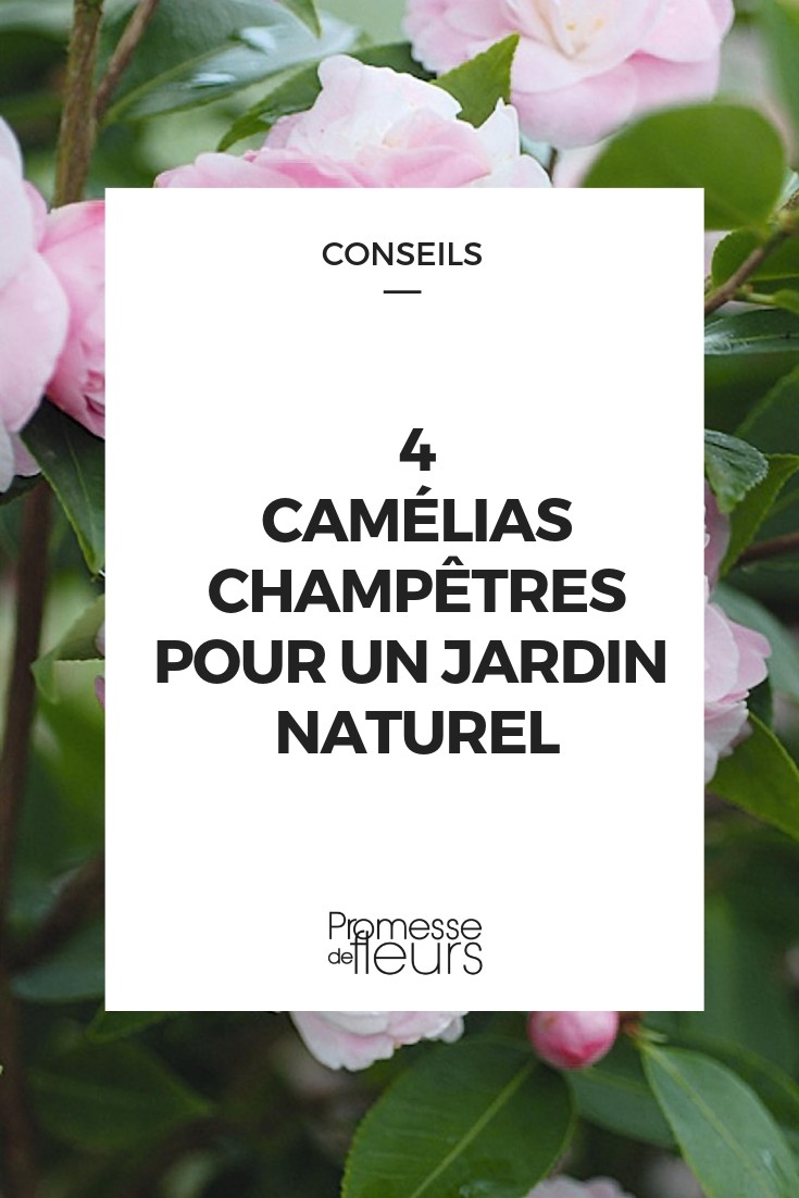 4 Field Camellias for a Natural Garden camellia champetres