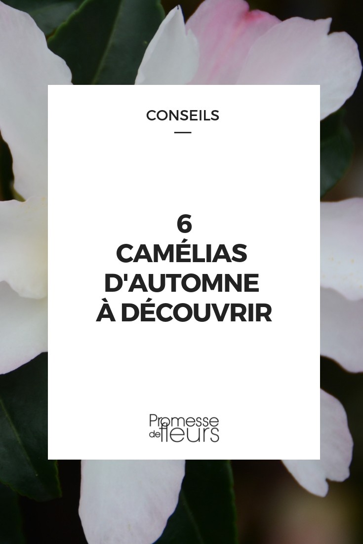 6 Autumn Camellias autumn camellia
