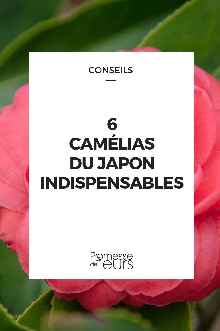 6 Japanese camellias Camellia japonica