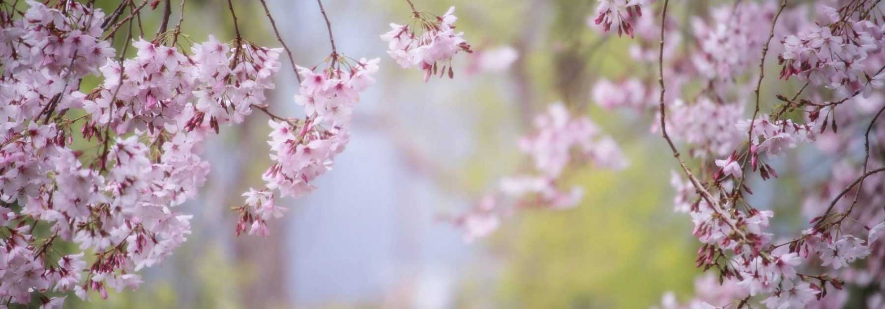 7 trees for small gardens