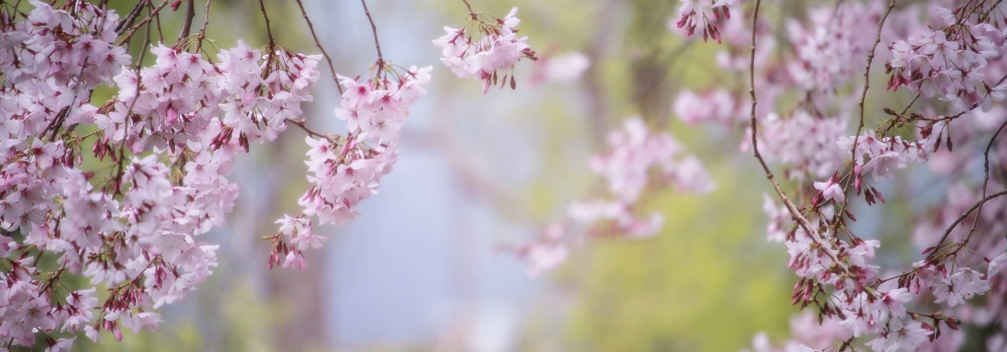 7 trees for small gardens