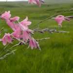 <em>Dierama</em>, angel's fishing rod: planting, cultivation and care