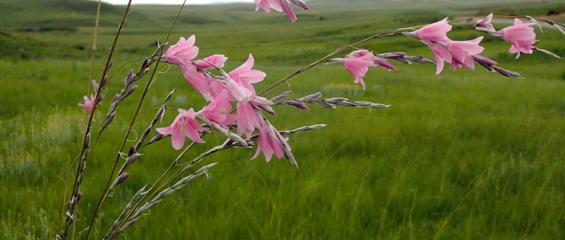 <em>Dierama</em>, angel's fishing rod: planting, cultivation and care