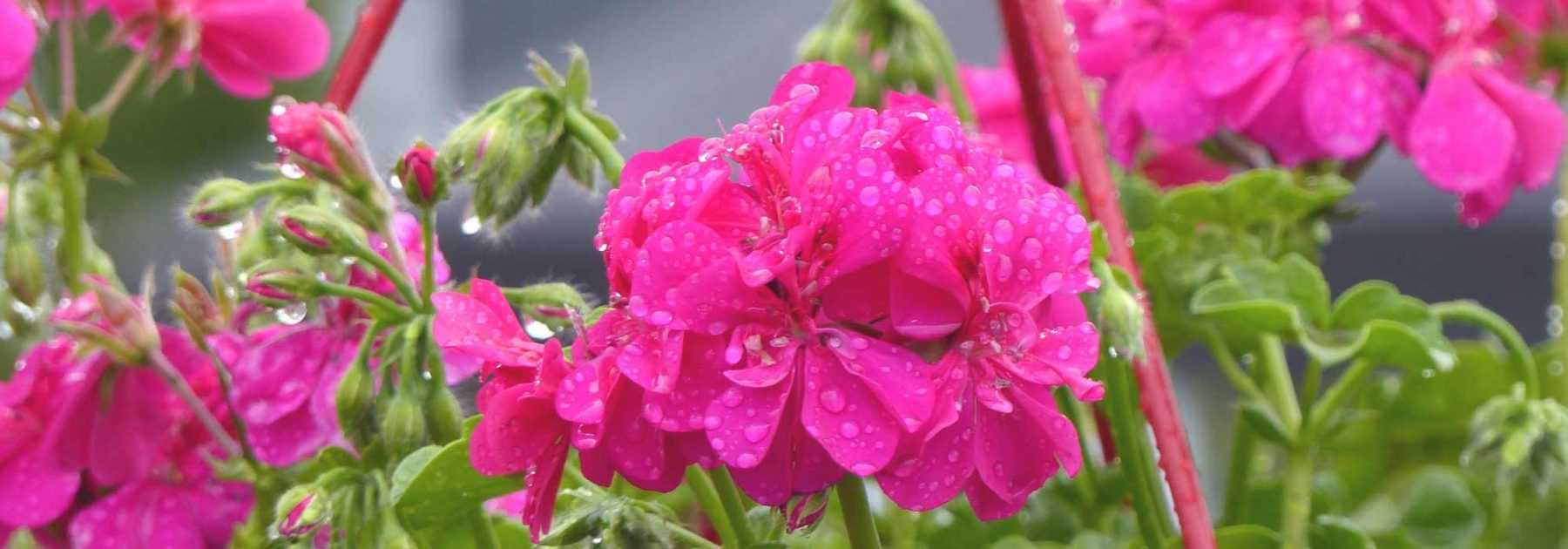 Pelargonium, Geranium: Planting and Growing