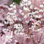 <em>Tiarella</em> and <em>Heucherella</em>: planting and growing