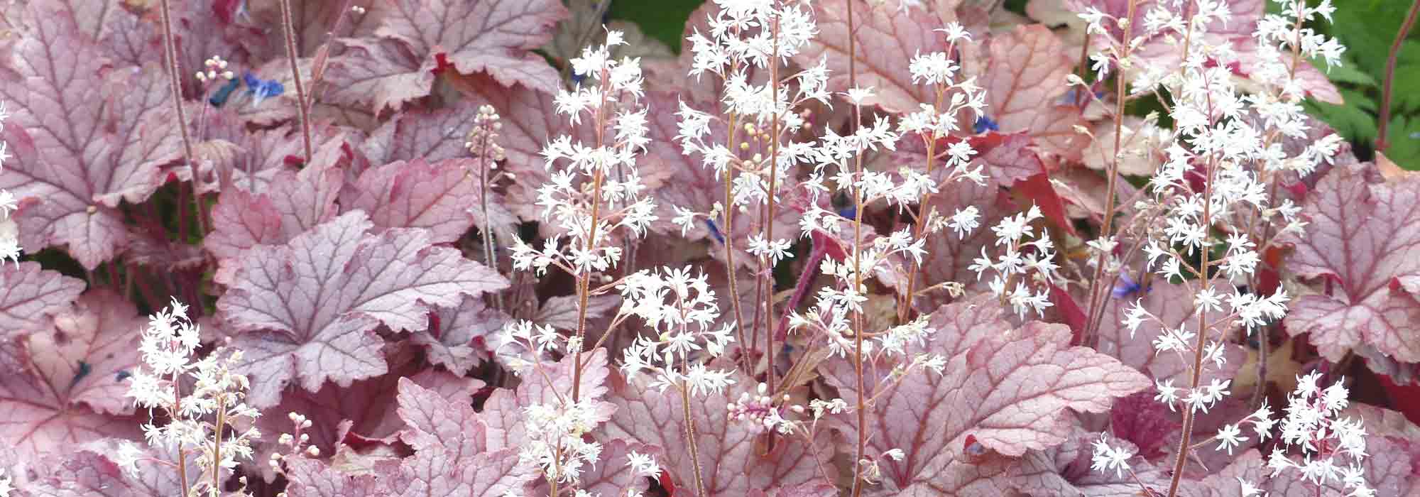 <i>Tiarella</i> and <i>Heucherella</i>: to plant and to grow