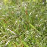 <em>Panicum</em>: planting, cultivation, division and care