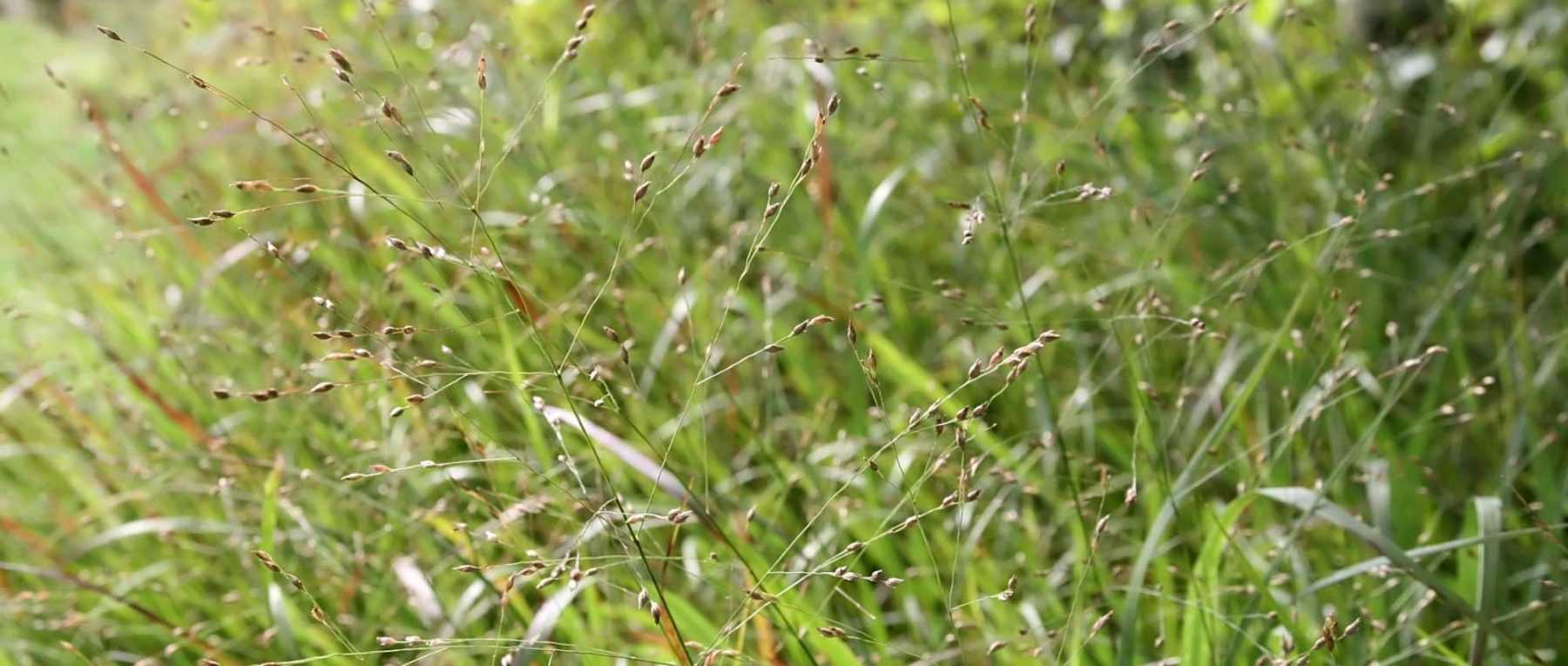 Panicum: Planting, Growing, Dividing and Care