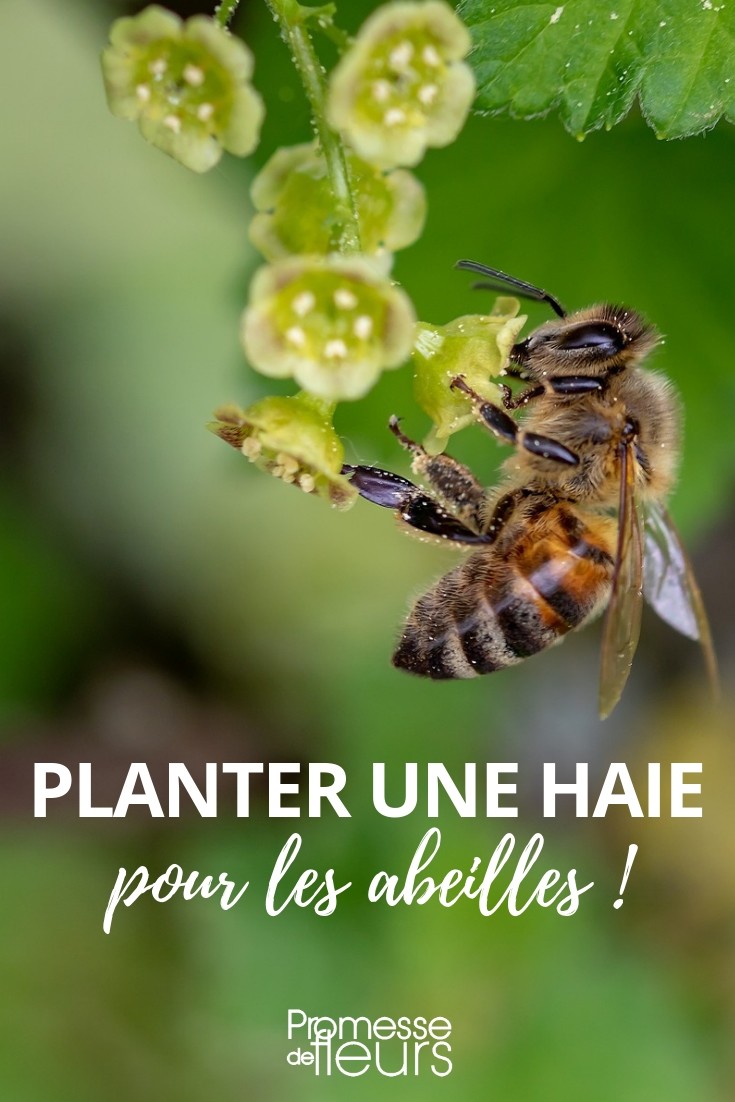 Planting a Hedge for Bees Planting a Melliferous Hedge