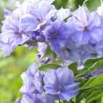 <i>Solanum</i>: planting, pruning, cultivation