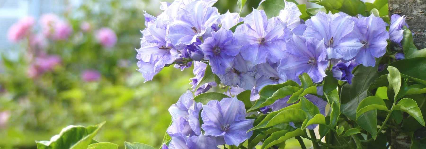 <i>Solanum</i>: planting, pruning, cultivation