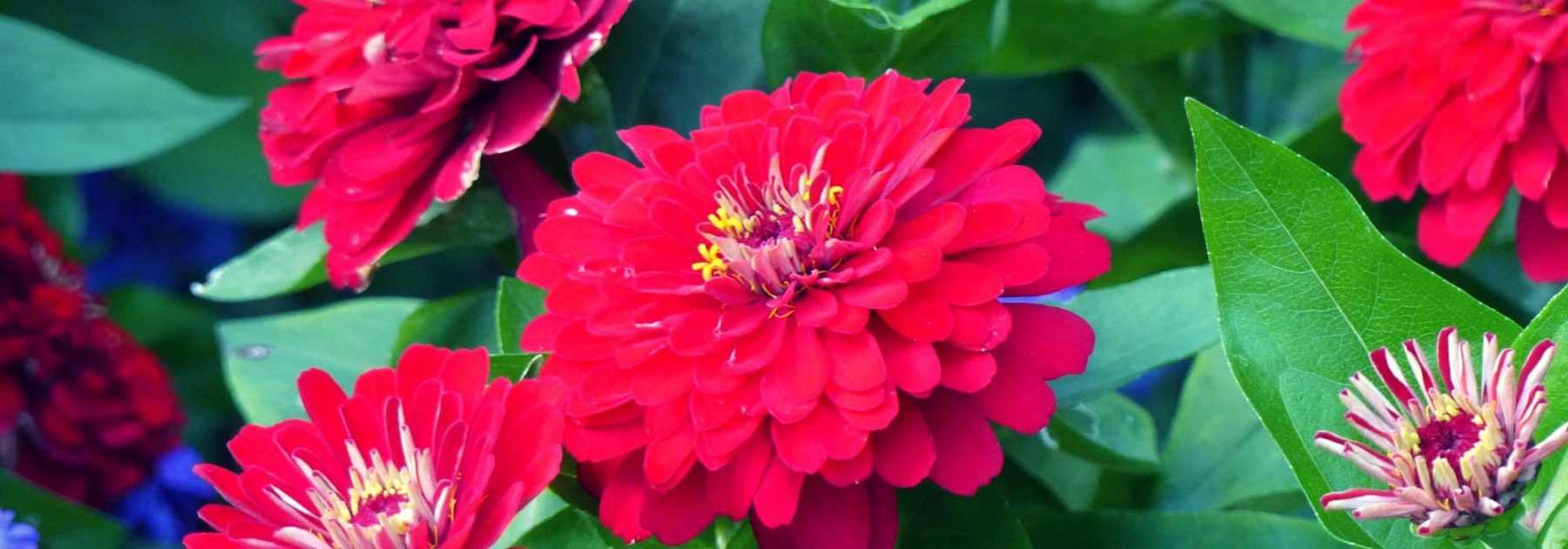 <em>Zinnia</em>: sowing, planting, care