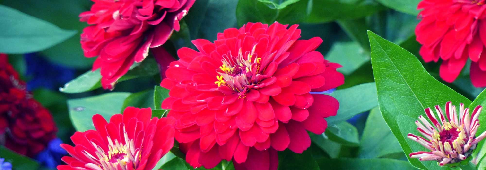 <em>Zinnia</em>: sowing, planting, care