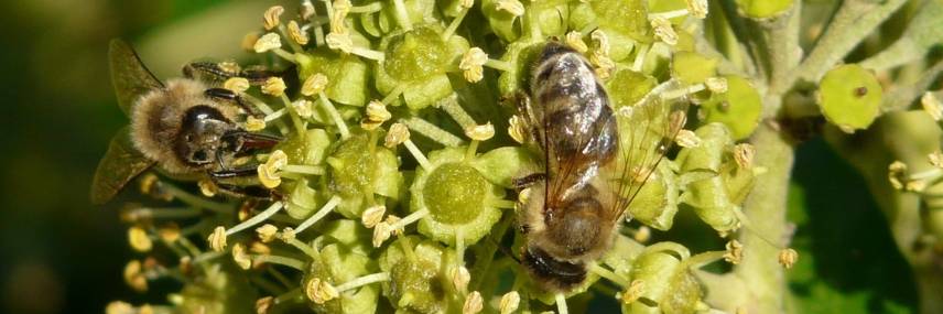 bee-friendly hedge