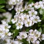 Hawthorn, <em>Crataegus</em>: planting, pruning, care