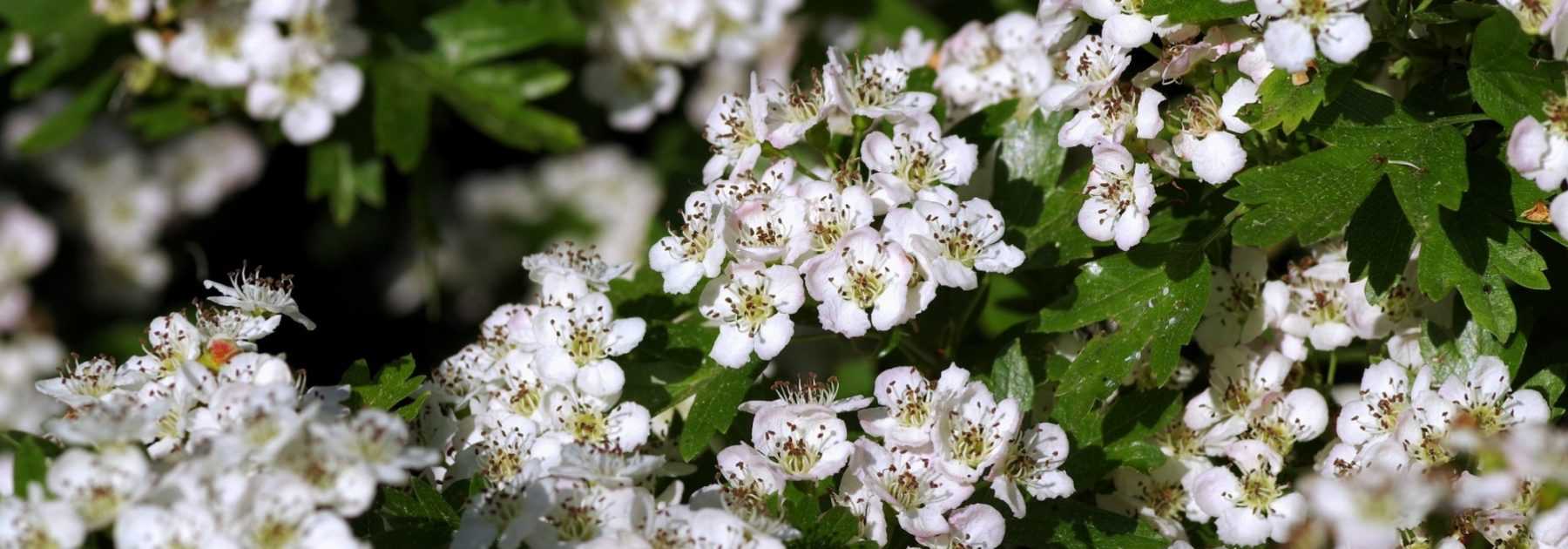 Hawthorn, Crataegus: planting, pruning and care