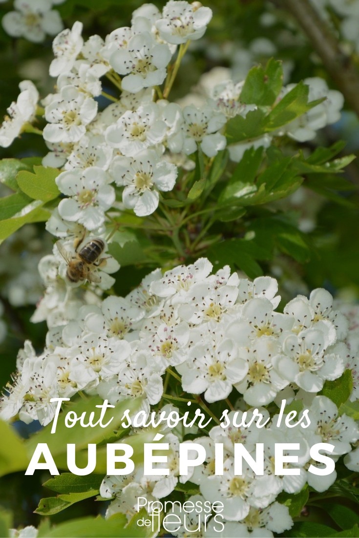 Hawthorn: Everything You Need to Know
Hawthorn, scientifically known as Crataegus, is a genus of shrubs and trees beloved for their intricate thorns and their profuse white to pink flowers that bloom in spring. These plants are not only known for their aesthetic appeal but also for their historical and medicinal significance.
### Key Characteristics
Hawthorns are particularly noted for their sharp thorns and their clusters of blossoms which can be quite a sight during their peak seasons. They typically grow as dense, thorny bushes or small trees, making them excellent choices for defensive hedges or wildlife gardens.
### Growth and Care
Hawthorn thrives in well-drained soil, under full sun to partial shade. They are hardy and once established, can tolerate a range of soil conditions and drought. Pruning is essential to maintain their shape and to encourage flowering and fruiting.
### Uses and Symbolism
Historically, hawthorn has been used for its medicinal properties, particularly for heart-related conditions. The berries, leaves, and flowers are used in various herbal remedies. Symbolically, the hawthorn is often associated with protection and hope.
### Wildlife Benefits
The dense, thorny nature of hawthorns makes them perfect sanctuaries for birds and other wildlife. The flowers provide nectar for bees and other pollinators, while the berries are a food source for many birds and mammals during the autumn months.
For those interested in adding a hawthorn to their garden, consider the space it might need and the value it brings not only in beauty but also in supporting local wildlife and biodiversity. All About Hawthorn
Hawthorn, known scientifically as Crataegus, is a genus of shrubs and trees beloved for their ornamental beauty and their hardy nature. These plants are particularly valued for their delightful spring blossoms and their robust, thorny branches, which make them excellent choices for defensive hedges as well as attractive garden specimens.
### Characteristics of Hawthorn
Hawthorn species vary widely in size and form, ranging from low-lying shrubs to towering trees. They are most noted for their glossy, lobed leaves and their clusters of white or pink flowers that bloom profusely in spring. Following the flowering period, many hawthorns produce bright red berries, known as haws, which persist into winter and provide food for wildlife.
### Planting and Care
Hawthorns thrive in well-drained soil and can adapt to a variety of soil types, though they prefer a sunny location to flourish. When planting hawthorn, it is crucial to give them enough space to accommodate their spread and to ensure proper air circulation. Regular pruning helps maintain their shape and promotes healthier growth.
### Uses in Landscaping
Due to their dense, thorny nature, hawthorns are often used as privacy barriers or defensive hedges. Their aesthetic appeal also makes them popular as focal points in garden designs, where their flowers and berries add colour and interest throughout multiple seasons.
### Conclusion
Whether you are looking to enhance your garden's security or simply enjoy the natural beauty of these versatile plants, hawthorn offers both practicality and visual appeal. With proper care, these hardy plants can be a long-lasting and cherished addition to any garden.