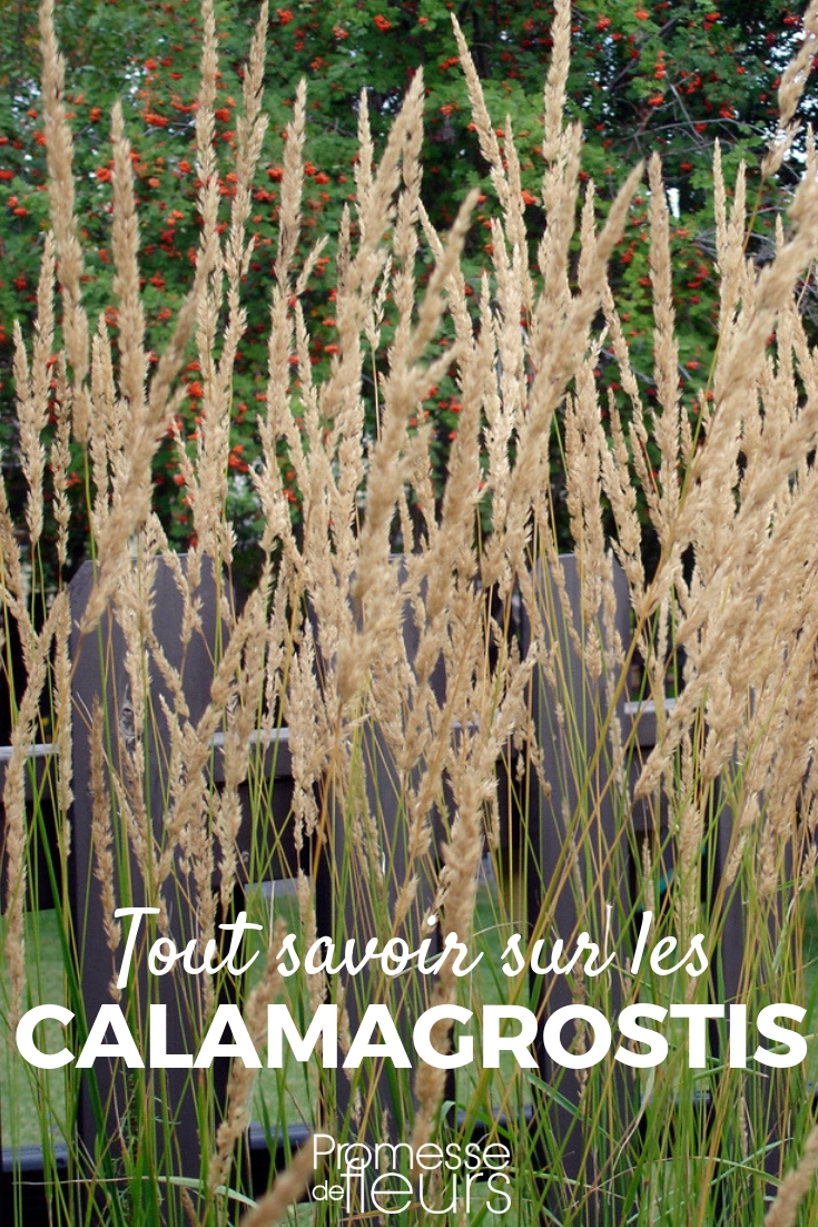 Calamagrostis - Planting, Pruning, Maintaining Calamagrostis: Planting, Pruning, and Maintenance