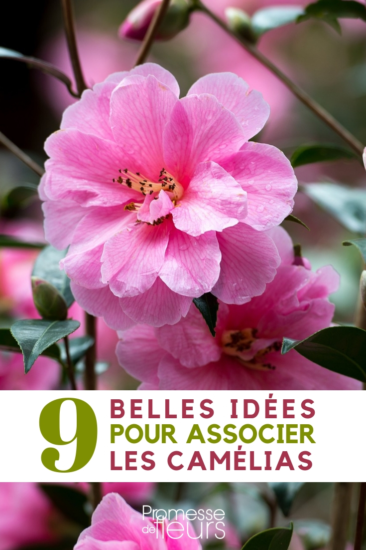 Camellia - Pairing Them in the Garden or in Pots What to Pair with Camellias - Ideas
