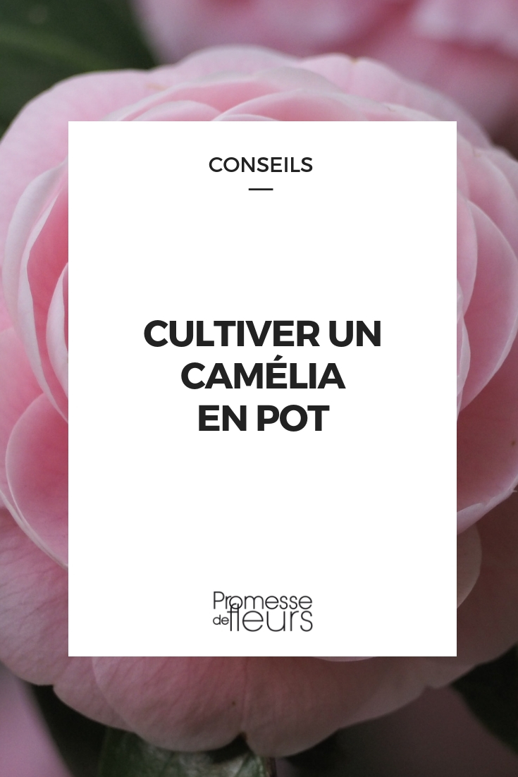 potted camellia Camellia - Pot Cultivation, Tips