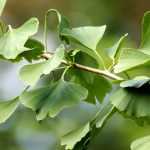 <em>Ginkgo biloba</em>, maidenhair tree: planting, care and uses