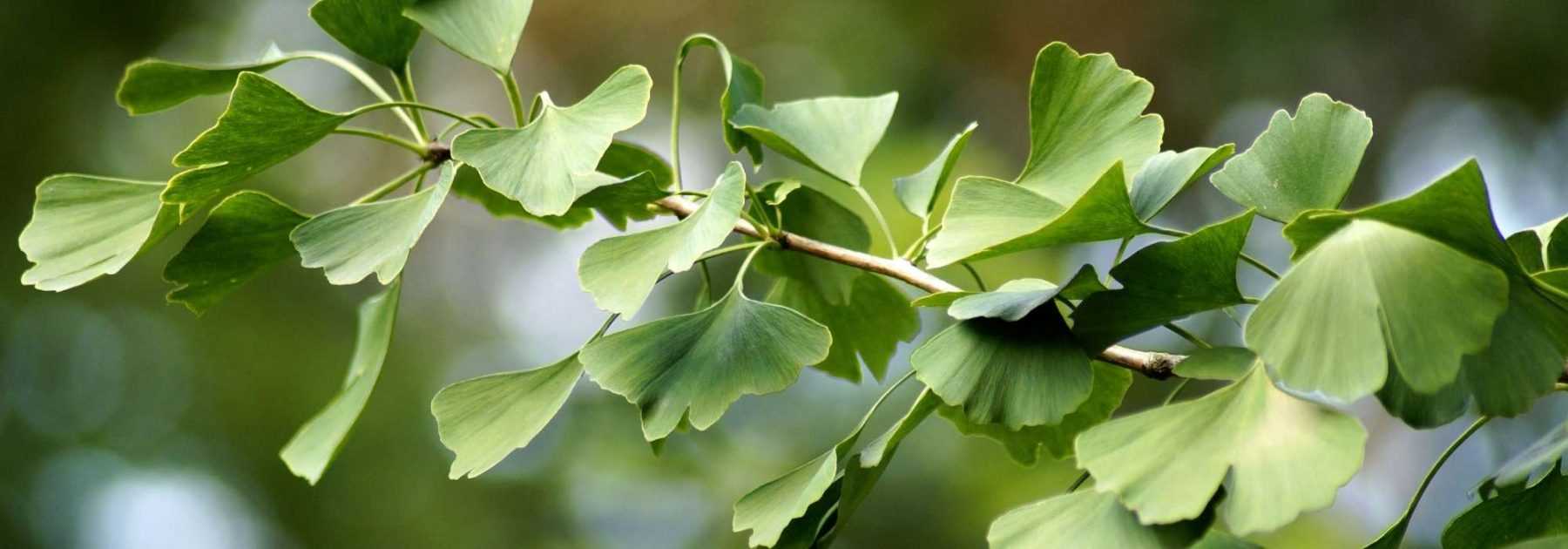 <em>Ginkgo biloba</em>, maidenhair tree: planting, care and uses