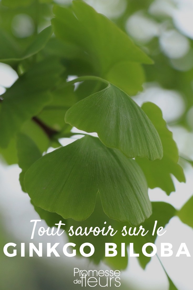 Ginkgo Biloba: Planting and Maintenance