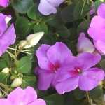 <em>Impatiens</em>, Sunpatiens: planting, sowing, caring for