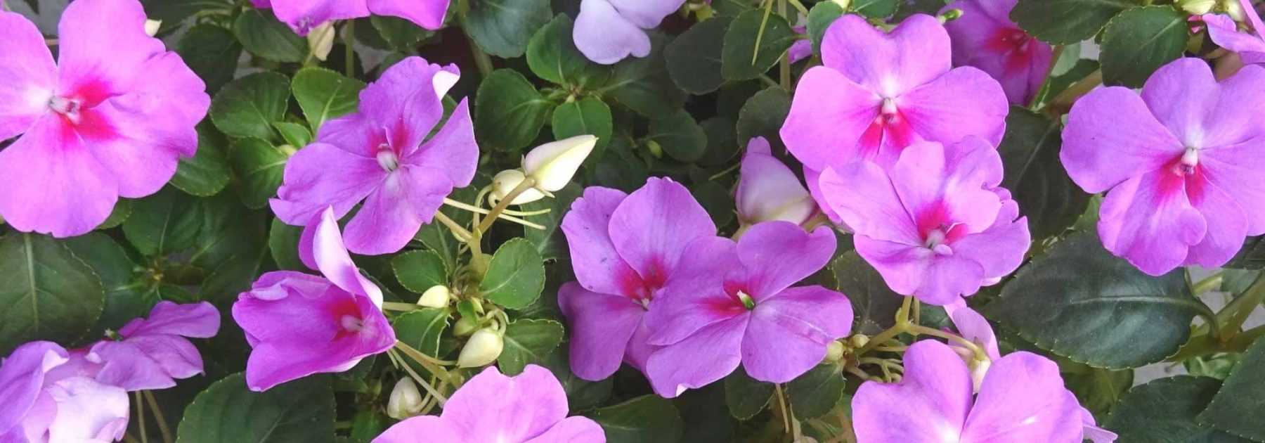 <em>Impatiens</em>, Sunpatiens: planting, sowing, caring for