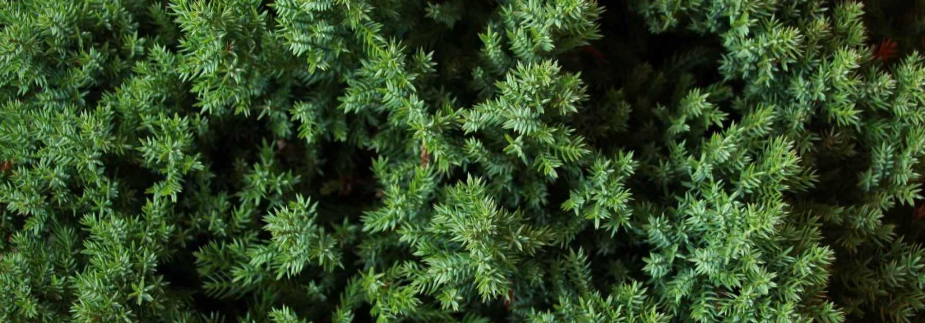 <em>Juniperus</em>, junipers: planting, pruning and care