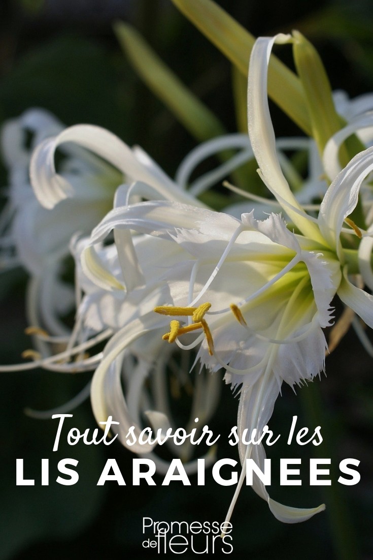 Hymenocallis and Ismene: Everything You Need to Know