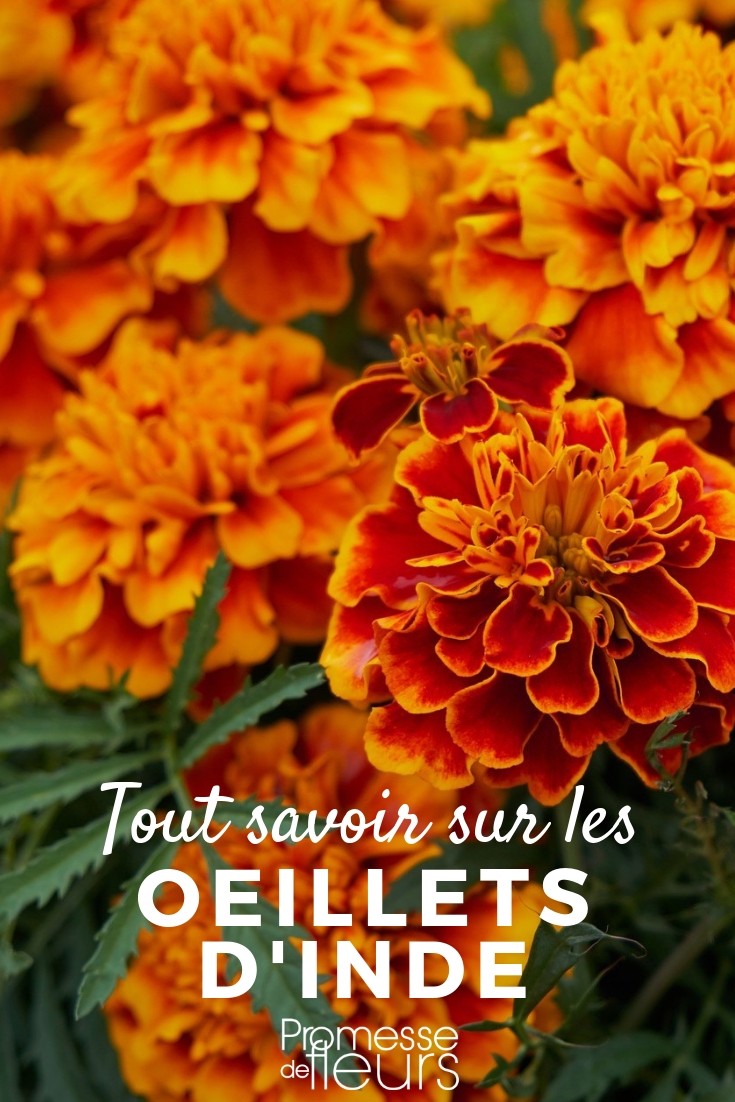 All About Marigolds Understanding Tagetes: A Comprehensive Guide
Tagetes, commonly known as marigolds, are vibrant and essential additions to any garden. These flowers not only bring a splash of colour but also have beneficial properties that can enhance the health and beauty of your garden space. In this article, we'll delve into everything you need to know about Tagetes, from their cultivation to their uses.
### Cultivation and Care
Tagetes thrive in well-drained, fertile soil and require a good amount of sunlight to flourish. They are remarkably easy to grow and can be sown directly into the ground in spring. These plants are excellent for beginners due to their resilient nature and minimal care requirements.
### Varieties and Selection
There are numerous varieties of Tagetes to choose from, each with unique characteristics and benefits. Some popular varieties include:
- **Tagetes erecta**: Often known as African marigold, these are tall and produce large, pompom-like flowers.
- **Tagetes patula**: Known as French marigold, these are shorter and boast a more spread-out growth habit with smaller flowers.
- **Tagetes tenuifolia**: With the common name signet marigold, these are known for their delicate, fern-like foliage and smaller, dainty flowers.
### Benefits in the Garden
Marigolds are not only aesthetically pleasing but also serve practical purposes in the garden. They are renowned for their ability to repel pests and can be planted strategically to protect other plants. Additionally, Tagetes are known to improve soil quality through their root system that secretes substances which can deter harmful nematodes.
### Uses Beyond the Garden
Beyond their garden utility, Tagetes have uses in various domains:
- **Culinary**: The flowers of certain Tagetes species are edible and can be used to add colour and flavour to salads and other dishes.
- **Cultural Significance**: In many cultures, Tagetes play a role in religious and ceremonial events, particularly in Day of the Dead celebrations in Mexico.
### Conclusion
Tagetes are more than just eye-catching flowers. Their ease of cultivation, variety, and multipurpose uses make them a valuable addition to any garden. Whether you are a novice gardener or a seasoned horticulturist, incorporating Tagetes can bring both beauty and benefits to your gardening endeavours.