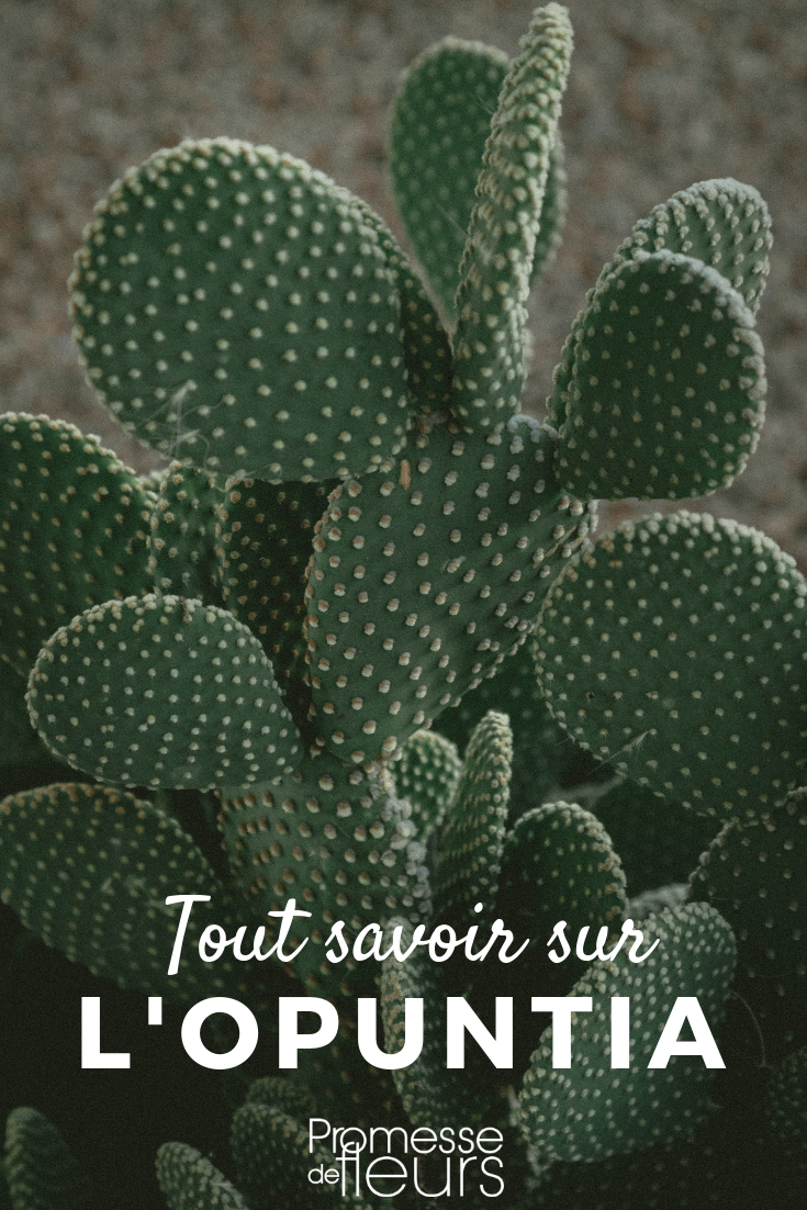 Opuntia: Planting, Cultivating, Maintaining