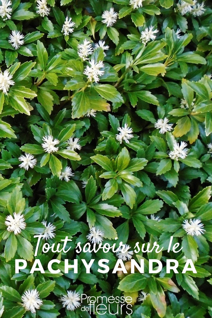 Pachysandra: Everything You Need to Know
Pachysandra, often known as Japanese spurge, is a popular ground cover plant in gardens across the UK and Ireland due to its robust nature and attractive foliage. This evergreen perennial thrives in shady spots where other plants might struggle.
### Ideal Growing Conditions
Pachysandra prefers well-drained, fertile soil and thrives in partial to full shade. It's particularly well-suited for underplanting beneath trees or in the shadowy corners of a garden. Although it tolerates poor soil, incorporating organic matter can enhance its growth and foliage density.
### Planting and Care
Plant Pachysandra in early spring or autumn. Space the plants about 30 cm apart to allow for spreading. Water regularly during the first growing season to establish a deep, extensive root system. Once established, Pachysandra is relatively drought-tolerant but benefits from occasional watering during prolonged dry spells.
### Maintenance
Pachysandra is low-maintenance. It may benefit from a light feed with a general-purpose fertilizer in spring to encourage lush growth. Pruning is rarely necessary, but if the plants become too dense or spread beyond their desired bounds, they can be trimmed back in late winter or early spring.
### Common Issues
Watch out for leaf blight and stem rot, which can occur in overly moist conditions. Ensure good air circulation and avoid overhead watering to minimize these risks. Pachysandra can occasionally suffer from scale insects; treat infestations promptly with an appropriate insecticide.
### Conclusion
Pachysandra is an excellent choice for low-maintenance, shade-tolerant ground cover. With minimal care, it can provide a lush, green carpet that enhances the beauty and biodiversity of your garden. Whether you're a novice gardener or a seasoned pro, Pachysandra can be a delightful addition to your garden palette. pachysandra