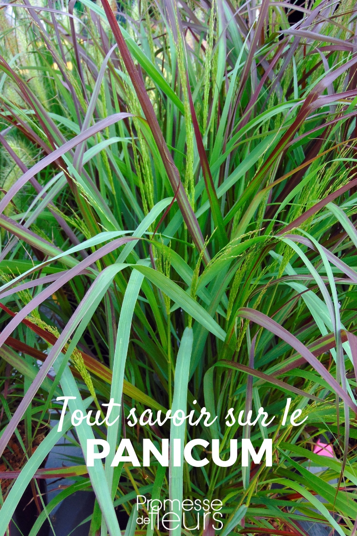Panicum: Planting, Pruning, and Care