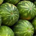 Watermelon: sowing, planting, growing, harvesting