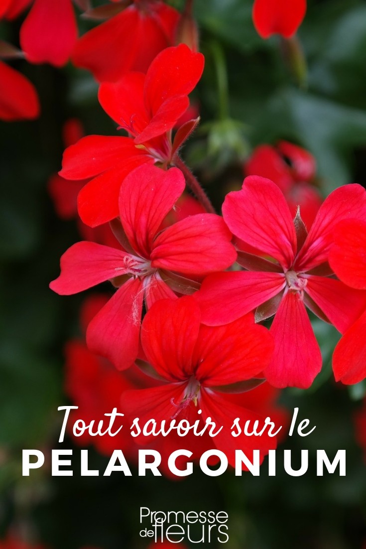 All About Geraniums
Geraniums, or Pelargoniums as they are botanically known, are a staple in many gardens across the UK and Ireland. These vibrant and versatile plants can bring a splash of colour to any setting, whether it's a sunny windowsill or a balcony garden. In this article, we'll delve into everything you need to know about growing and caring for geraniums, ensuring they thrive and brighten up your garden space.
### Choosing the Right Variety
There are numerous varieties of Pelargoniums, each with its own unique characteristics and beauty. From the regal zonal geraniums with their distinct leaf patterns to the delicate scents of scented geraniums, there's a type for every garden enthusiast. When selecting your plants, consider the following popular types:
- **Zonal Geraniums (Pelargonium x hortorum):** Known for their bright blooms and patterned leaves, these are ideal for container gardening.
- **Ivy Geraniums (Pelargonium peltatum):** With their trailing growth, they are perfect for hanging baskets and window boxes.
- **Scented Geraniums (Pelargonium spp.):** These varieties offer a range of fragrances from lemon to rose, adding a sensory delight to your garden.
### Planting and Care
Geraniums thrive in well-draining soil and require a good amount of sunlight to flourish. Here are some tips to help you get started:
- **Sunlight:** Ensure your geraniums receive at least 6 hours of direct sunlight daily.
- **Watering:** Water them regularly but allow the soil to dry out between watering to prevent root rot.
- **Feeding:** Use a balanced fertilizer every four to six weeks during the growing season to encourage blooming.
- **Pruning:** Regularly deadhead spent blooms and prune back leggy stems to promote bushier growth and more flowers.
### Common Challenges
While generally robust, geraniums can encounter a few common issues:
- **Pests:** Watch out for aphids and whiteflies, which can be managed with insecticidal soap or neem oil.
- **Diseases:** Fungal diseases like rust and leaf spot can occur, especially in damp conditions. Ensure good air circulation and avoid overhead watering to mitigate these problems.
### Winter Care
In colder climates, geraniums need protection during the winter. Before the first frost, bring your plants indoors or into a greenhouse. Reduce watering and keep them in a cool, well-lit area until spring.
### Conclusion
Geraniums are a joy to grow and can provide long-lasting colour and fragrance to your garden. With the right care, these hardy plants can be a highlight in your outdoor or indoor spaces year after year. Whether you're a seasoned gardener or a beginner, geraniums are a wonderful addition to your horticultural pursuits. Happy gardening! Geraniums: Everything You Need to Know
Geraniums, with their vibrant blooms and aromatic leaves, are a favourite among gardeners in the UK and Ireland. Whether you're a novice looking to add some colour to your balcony or an experienced gardener designing a new flower bed, geraniums offer versatility and a wide range of options.
### Types of Geraniums
There are two main types of geraniums commonly grown:
1. **Pelargonium**: Often referred to as 'annual geraniums', these are the most popular type and are not frost-hardy. They are perfect for containers, hanging baskets, and summer bedding.
2. **Geranium (Cranesbill)**: These are the true, perennial geraniums. They are hardy and thrive in borders or as ground cover, returning year after year.
### Planting and Care
**Location**: Geraniums prefer a sunny spot but can tolerate partial shade. The more sun they receive, the more they will bloom.
**Soil**: They aren’t too fussy about soil type but it must be well-draining. For potted geraniums, use a good quality potting mix.
**Watering**: Water regularly but allow the soil to dry out between waterings to prevent root rot. Pelargoniums, in particular, require less water.
**Feeding**: Use a balanced, water-soluble fertiliser every two to four weeks during the growing season.
**Pruning**: Deadheading spent blooms and pruning back leggy stems encourages bushier growth and more flowers.
### Common Issues
**Pests**: Watch out for aphids and whiteflies. A gentle spray of soapy water can help keep these pests at bay.
**Diseases**: Overwatering can lead to fungal diseases such as root rot. Ensure good air circulation and avoid wetting the foliage when watering.
### Winter Care
Pelargoniums need to be protected from frost. Overwinter them indoors in a cool, bright place until the risk of frost has passed in spring. Perennial geraniums, on the other hand, can usually withstand the winter outdoors but may benefit from a protective mulch.
### Popular Varieties
- **Pelargonium 'Geranium Rozanne'**: Renowned for its long flowering period and vibrant blue flowers.
- **Geranium sanguineum**: Known for its bright pink blooms and hardiness.
Whether you're drawn to the stately blooms of Pelargonium or the robust nature of hardy geraniums, these plants can add beauty and charm to any garden setting. With proper care, they will flourish and brighten your garden year after year.