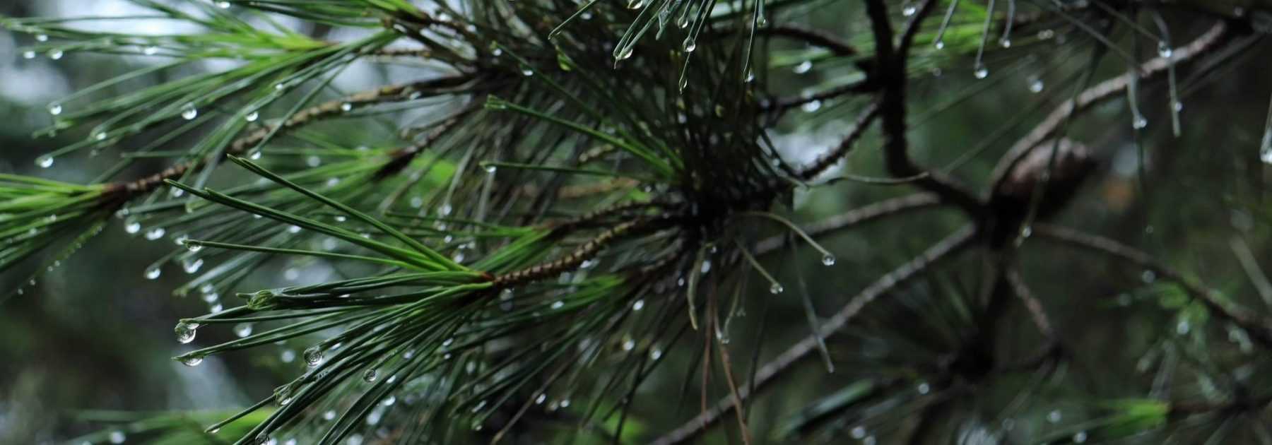 Pines: planting, pruning and care