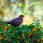 Hedge for birds: which bushes to choose?