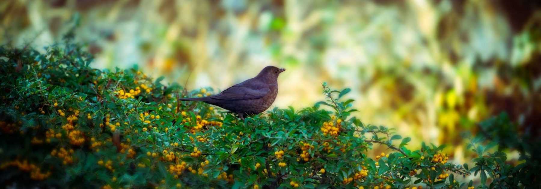 Hedge for birds: which bushes to choose?