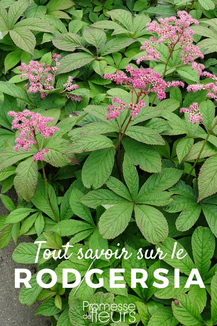 Rodgersia: Everything You Need to Know
Rodgersia, a striking perennial, is a must-have for any garden due to its impressive foliage and captivating flower spikes. Native to the woodlands of China and Japan, this plant thrives in moist, shady conditions, making it an ideal choice for those challenging parts of your garden.
### Key Characteristics
Rodgersia species are known for their large, palmate leaves which can vary in colour from deep green to bronze, adding a dramatic touch to the garden landscape. During summer, they produce towering spikes of flowers that can range in colour from white to pink, depending on the variety.
### Planting and Care
**Soil and Position:** Rodgersia performs best in a partially shaded spot with well-drained, fertile soil. They are particularly suited to waterside planting or in damp conditions where other plants might struggle.
**Watering:** Regular watering is crucial, especially in dry spells, to keep the soil moist but not waterlogged.
**Feeding:** A spring application of a balanced fertiliser will help promote vigorous growth and flowering.
**Pruning:** After flowering, cut back the flower stalks to encourage a tidy appearance. In autumn, remove old foliage to make way for new growth in the spring.
### Common Varieties
- **Rodgersia pinnata**: Known for its astilbe-like pink flowers and deeply cut leaves.
- **Rodgersia aesculifolia**: Features chestnut-like leaves and dense clusters of creamy flowers.
### Pests and Diseases
Rodgersia is relatively disease-free but can occasionally suffer from slug and snail damage. Protecting the young shoots with slug pellets or environmentally friendly alternatives is advisable.
### Conclusion
With its lush foliage and striking floral displays, Rodgersia is an excellent addition to any garden, particularly in shaded or damp areas. By following these care tips, you can ensure your Rodgersia thrives and brings beauty to your garden for years to come. Rodgersia: Planting and Cultivating Young Plants
Rodgersia is a striking addition to any garden, known for its large, textured leaves and impressive blooms. Here’s a guide on how to successfully plant and cultivate these young plants in your garden.
**Planting Rodgersia**
1. **Choosing the Right Spot**: Rodgersia thrives in partial shade but can tolerate some sun in cooler climates. It prefers a sheltered location to protect its leaves from strong winds.
2. **Soil Requirements**: This plant loves moist, well-drained soil rich in organic matter. Before planting, enrich your garden soil by mixing in compost or well-rotted manure.
3. **Planting Time**: The best time to plant Rodgersia is in the spring or early autumn. This timing allows the young plants to establish themselves during mild weather.
4. **Planting Process**:
- Dig a hole twice as wide and just as deep as the root ball of the young plant.
- Place the plant in the hole and fill it with a mixture of garden soil and compost.
- Firm the soil around the base and water thoroughly.
**Cultivating Rodgersia**
1. **Watering**: Keep the soil consistently moist, especially in dry periods. Rodgersia does not tolerate drought well.
2. **Feeding**: Apply a general-purpose fertilizer in the spring to support its vigorous growth.
3. **Mulching**: Apply a layer of organic mulch around the base of the plant in spring. This will help retain soil moisture and suppress weeds.
4. **Pruning**: Deadhead spent flowers to encourage further blooming and cut back the foliage in autumn to keep the plant tidy.
5. **Winter Care**: In colder regions, provide a protective layer of mulch to shield the roots from freezing temperatures.
By following these guidelines, your Rodgersia will thrive and bring dramatic flair to your garden with its lush foliage and stunning floral displays. Happy gardening!