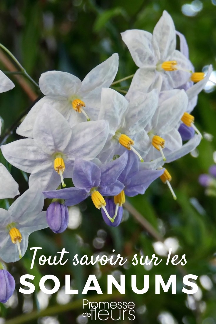All About False Jasmine
