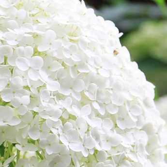 Pruning of summer-flowering bushes
