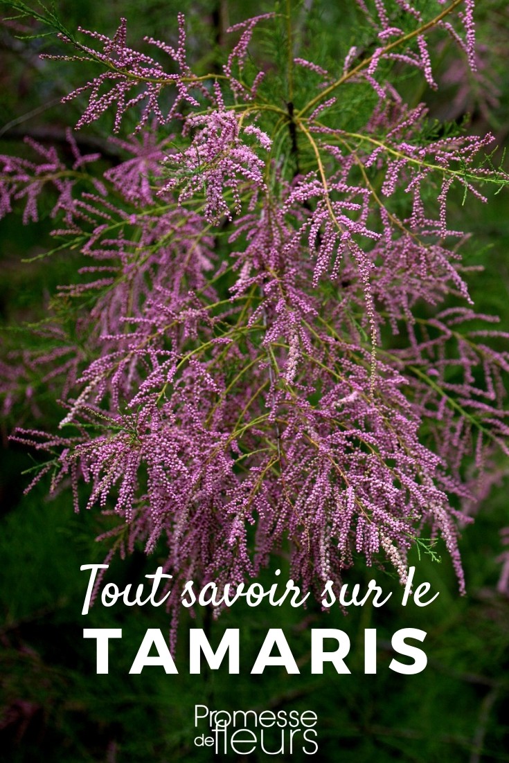 Tamarisk: Everything You Need to Know
Tamarisks, known botanically as Tamarix species, are remarkable plants that can add a touch of elegance and resilience to your garden. These hardy shrubs are known for their delicate, feathery foliage and beautiful pinkish flowers that bloom profusely in spring or summer, depending on the species.
### Characteristics of Tamarisks
Tamarisks are salt-tolerant and typically thrive in coastal environments, but they can also adapt well to various other settings. They are particularly useful for stabilising banks and preventing soil erosion. With their deep root systems, tamarisks are excellent at seeking out water, making them drought-resistant once established.
### Planting and Care
When planting tamarisks, choose a sunny spot with well-drained soil. Although they can tolerate poor soil quality, they perform best in moderately fertile ground. Planting should ideally be done in the autumn or spring.
Water young plants regularly until they are fully established. Once mature, tamarisks require very little maintenance. Pruning should be carried out in late winter or early spring to remove any dead wood and encourage new growth.
### Common Varieties
Some popular varieties of tamarisk include:
- **Tamarix ramosissima**: Often used in gardens for its dense, bushy appearance and pink blooms.
- **Tamarix tetrandra**: Appreciated for its slightly earlier flowering period and graceful branches.
### Environmental Considerations
While tamarisks are excellent for specific uses, they can become invasive in some environments. It's important to check local guidelines before planting tamarisks, as they may be restricted in certain areas due to their aggressive growth habits.
In conclusion, tamarisks are a versatile and attractive option for challenging garden spots where other plants might struggle. With minimal care, they can provide beauty and utility for many years. tamarisk tree