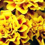French marigold, <em>Tagetes</em>: sowing, planting, care
